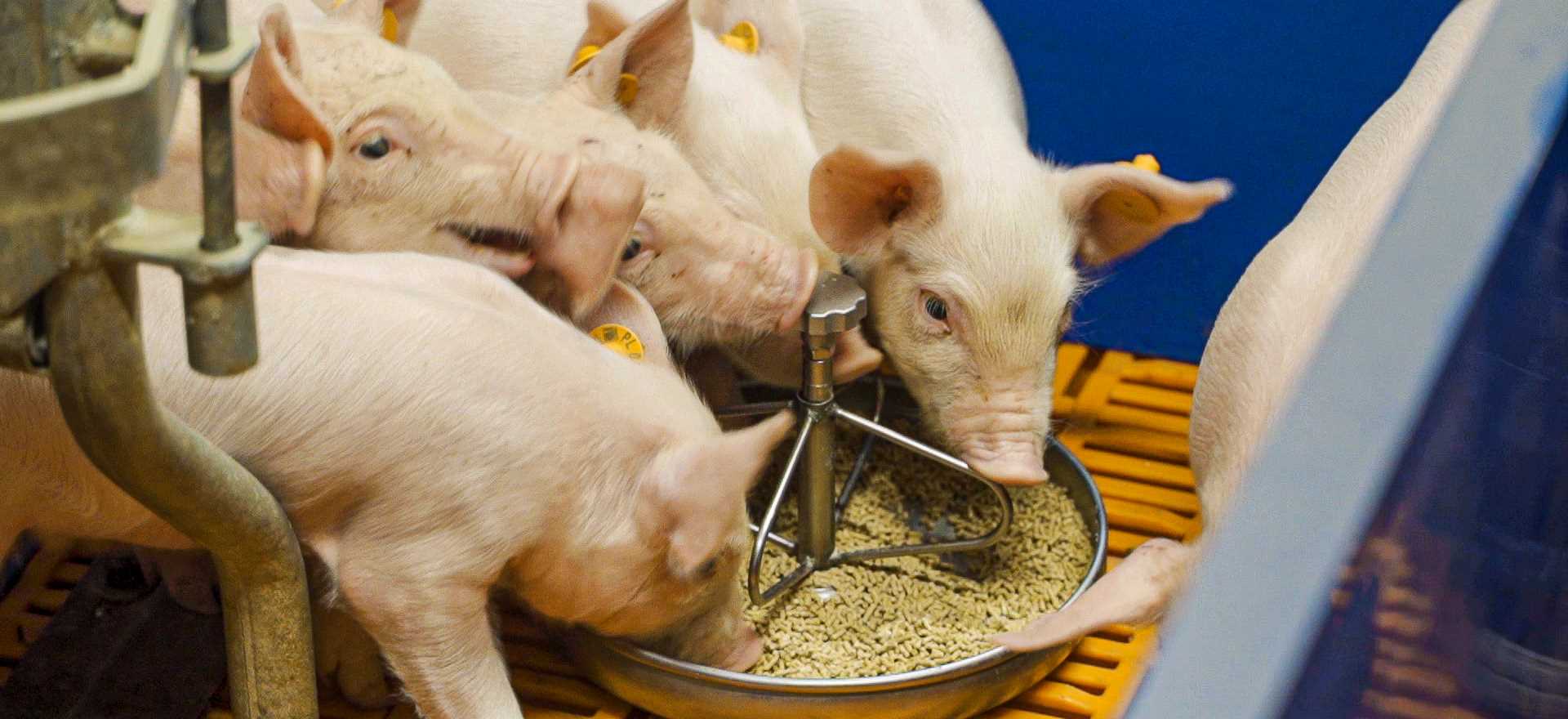 Poland Pig Farm 4